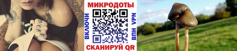 Галлюциногенные грибы Psilocybe  где купить   Палласовка 